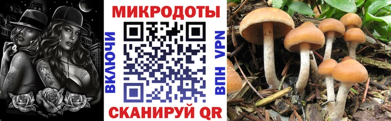 Купить где  Краснокаменск  Псилоцибиновые грибы мицелий 